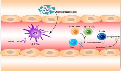 Divergent roles of PD-L1 in immune regulation during ischemia–reperfusion injury